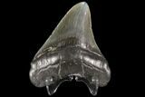 Fossil Megalodon Tooth - Georgia #109350-1